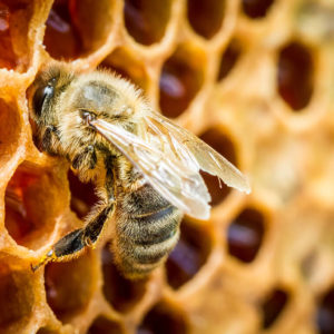 Am 20. Mai ist Weltbienentag