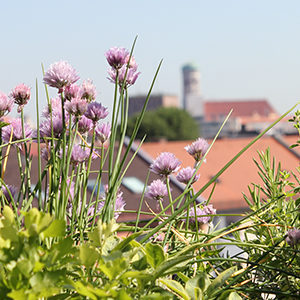 Deutschland summt! & Breitsamer