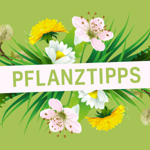 Pflanztipps