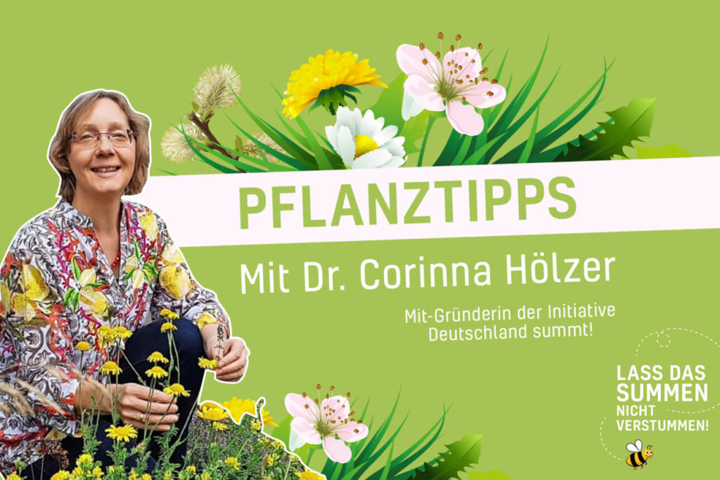 Pflanztipps mit Dr. Corinna Hölzer