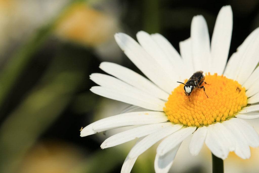 Die Rainfarn-Maskenbiene auf einem Gänseblümchen