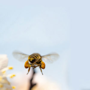 Biene über Blüte
