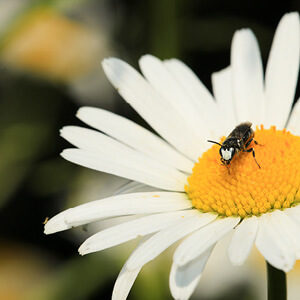 Tansy mask bee - wild bee of the year 2022