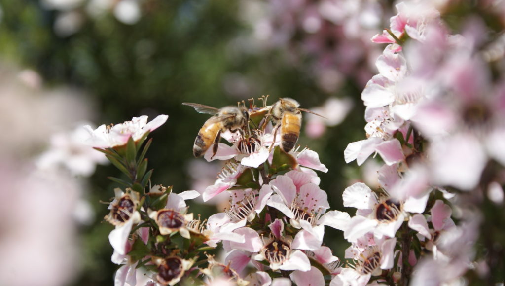 Biene auf rot weißen Blüten