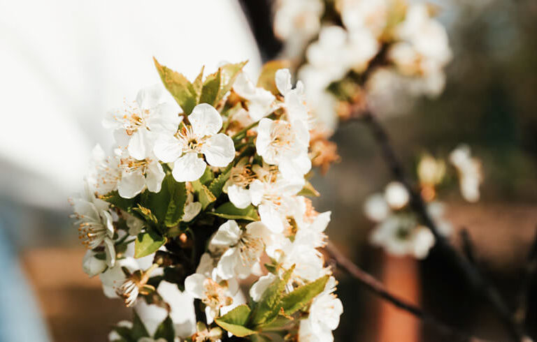 Kleine weiße Blüten an einem Ast