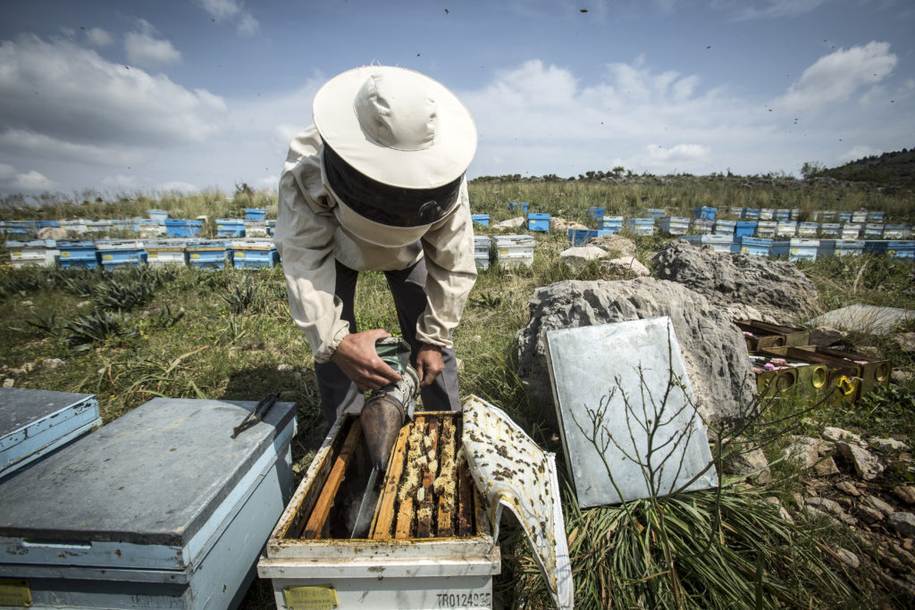 New Zealand beekeeper at Manuka honey harvest