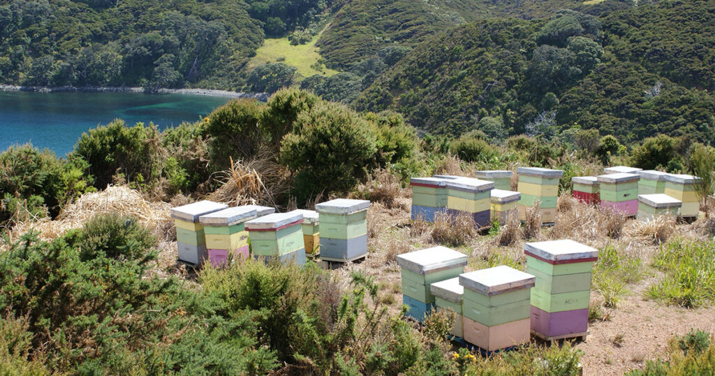 Manuka honey beehives.