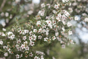 red and white flowers of south sea myrtle