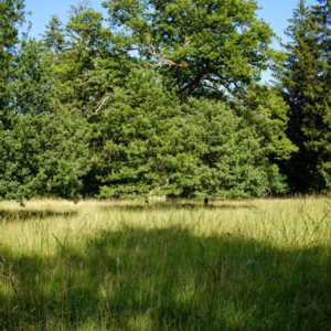 Oak tree partnership project to boost biodiversity